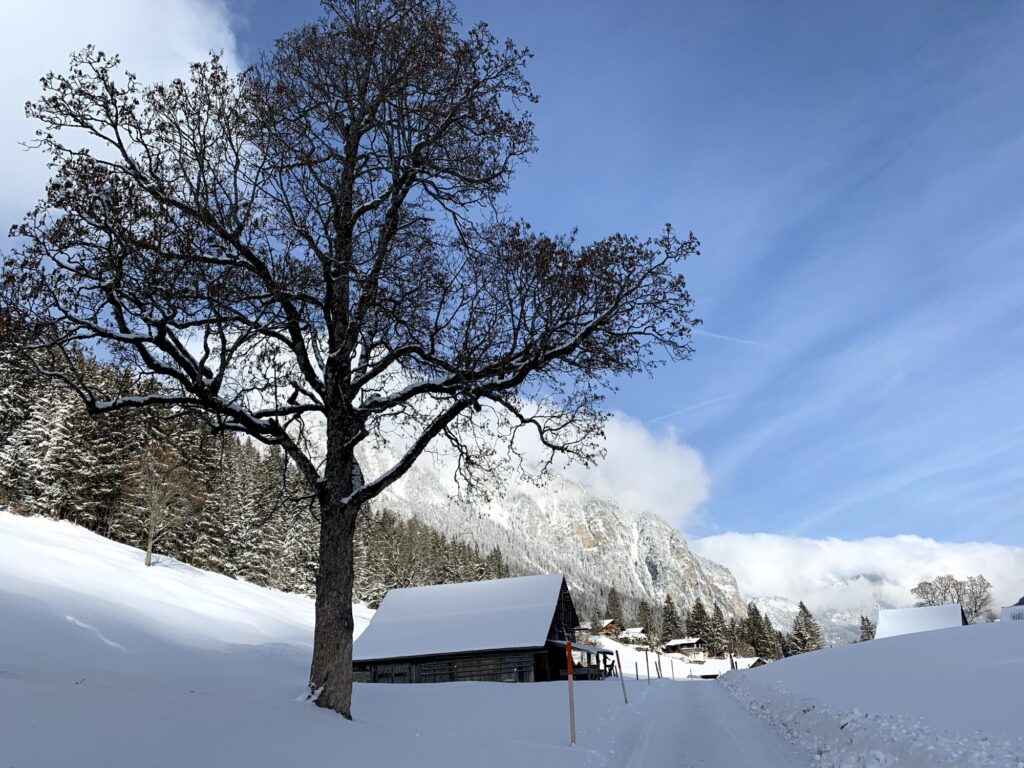 Einzelner Baum in winterlicher Landschaft auf der Grimmialp entlang des Winterwanderwegs