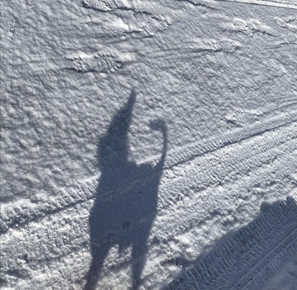 Schatten eines Hundes auf dem verschneiten Winterwanderweg auf der Grimmialp