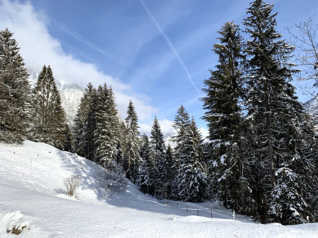 Verschneiter Winterwald auf der Grimmialp mit präpariertem Winterwanderweg