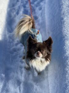 Kleiner braun-weisser Hund blickt von unten in die Kamera, warmes Sonnenlicht fällt auf sein Gesicht und den Schnee.