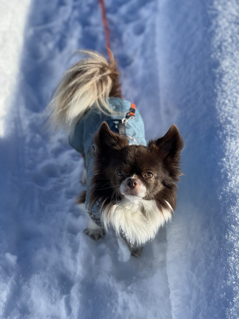 Kleiner braun-weisser Hund blickt von unten in die Kamera, warmes Sonnenlicht fällt auf sein Gesicht und den Schnee.