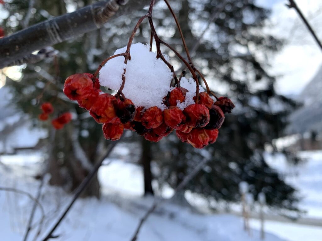 Detailaufnahme von roten Beeren mit Schnee im Winterwald auf der Grimmialp
