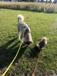 Zwei Hunde schnüffeln gemeinsam auf einer Wiese – Begegnungen beim Reisen mit Hund