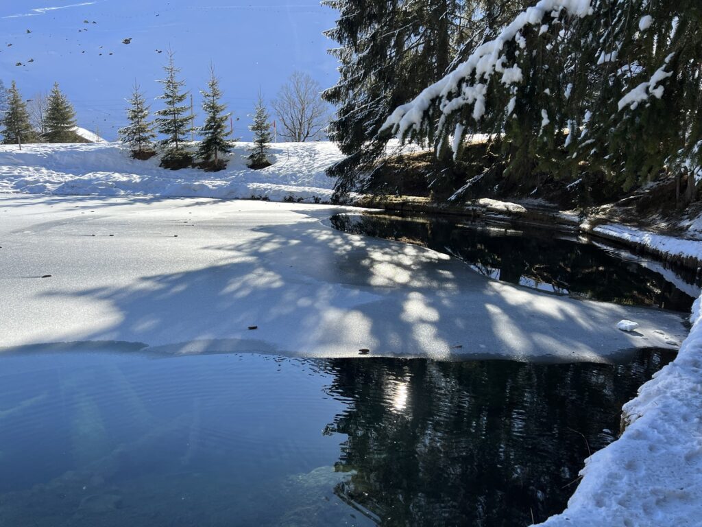 Kleines Blauseeli bei der Grimmialp im Diemtigtal im Winter, umgeben von Schnee, Tannen und ruhiger Alpenlandschaft