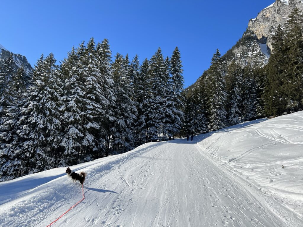 Breiter Winterwanderweg im Diemtigtal durch verschneiten Wald mit Hund an der Leine