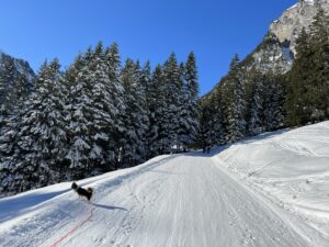 Breiter Winterwanderweg im Diemtigtal durch verschneiten Wald mit Hund an der Leine
