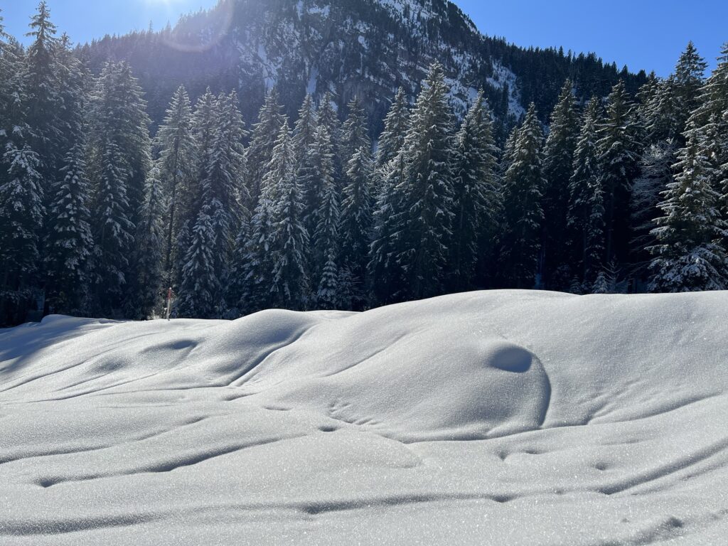 Verschneite Tannen im Diemtigtal mit weichen Schneewellen im Vordergrund während einer Winterwanderung