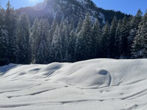 Verschneite Tannen im Diemtigtal mit weichen Schneewellen im Vordergrund während einer Winterwanderung