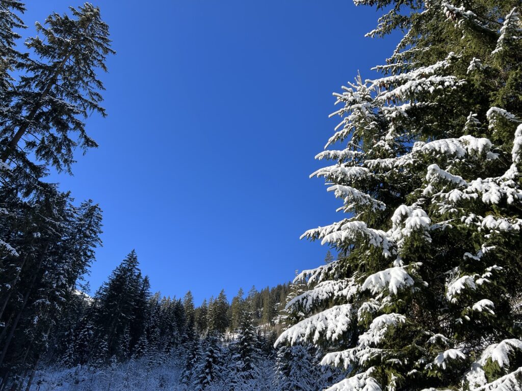 Verschneiter Winterwald auf der Winterwanderung Grimmialp im Diemtigtal bei strahlend blauem Himmel