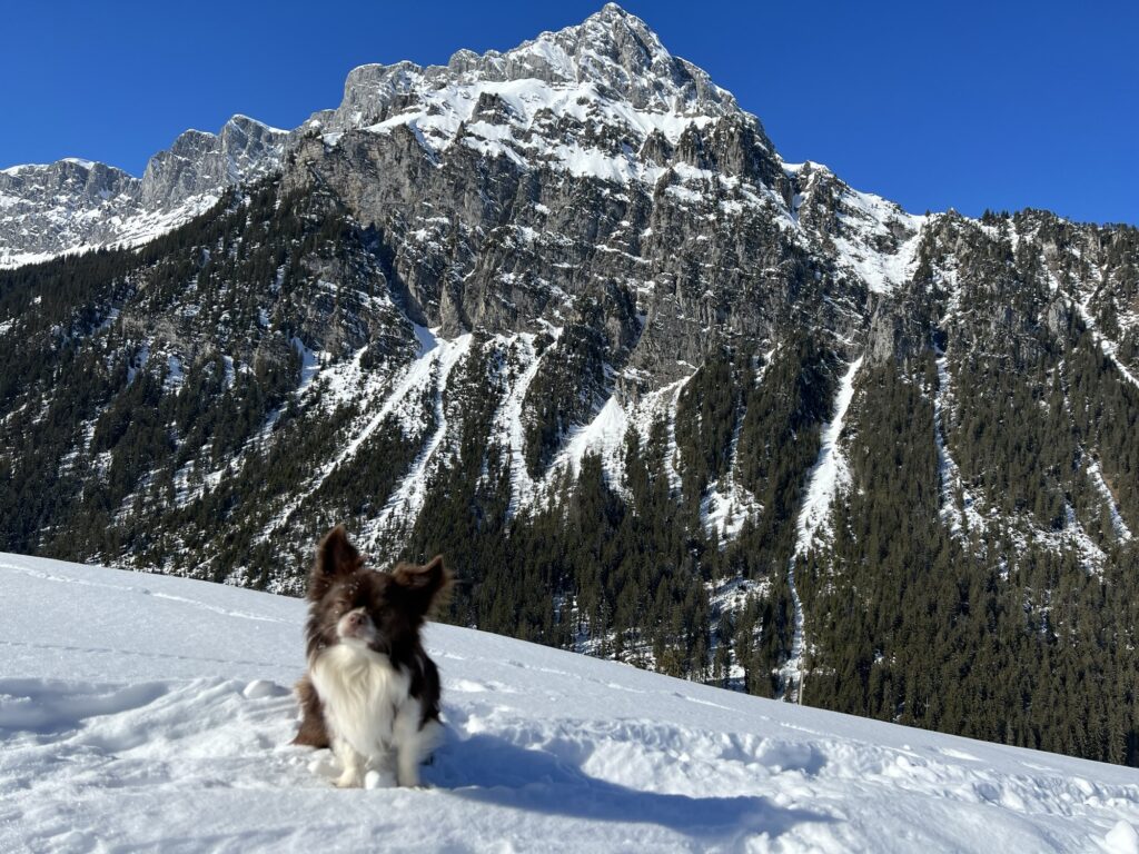 Hund im Schnee vor markanter Bergkulisse bei der Winterwanderung auf der Grimmialp im Diemtigtal