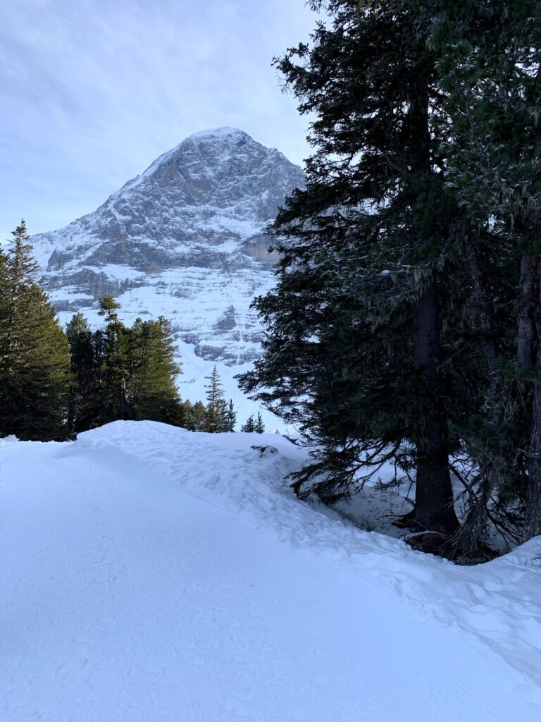 Winterwanderweg durch verschneiten Wald mit Blick auf den Eiger