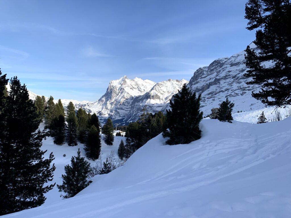 Winterlandschaft mit Tannen und Blick auf den Eiger oberhalb von Grindelwald