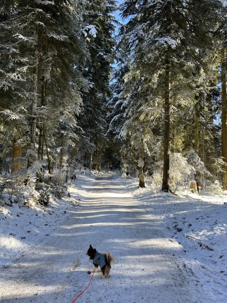 Winterwanderung im verschneiten Wald beim Wandern in Bern – ruhiger Berner Wanderweg, ideal zum Wandern mit Hund