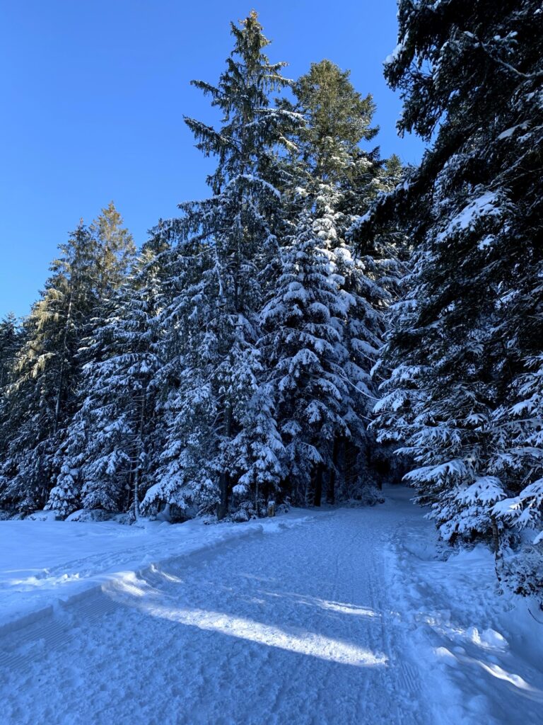 Verschneiter Waldweg beim Winterwandern in Bern – ruhiger Berner Wanderweg im Winterwald