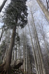 Winterlicher Wald am Hasliberg mit hohen Bäumen, Raureif und ruhiger Atmosphäre