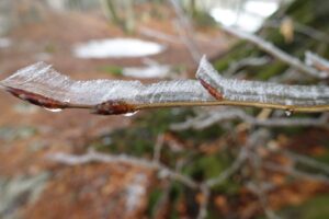 Eisüberzogener Zweig mit Knospen als Winterdetail entlang des Panoramawegs Hasliberg