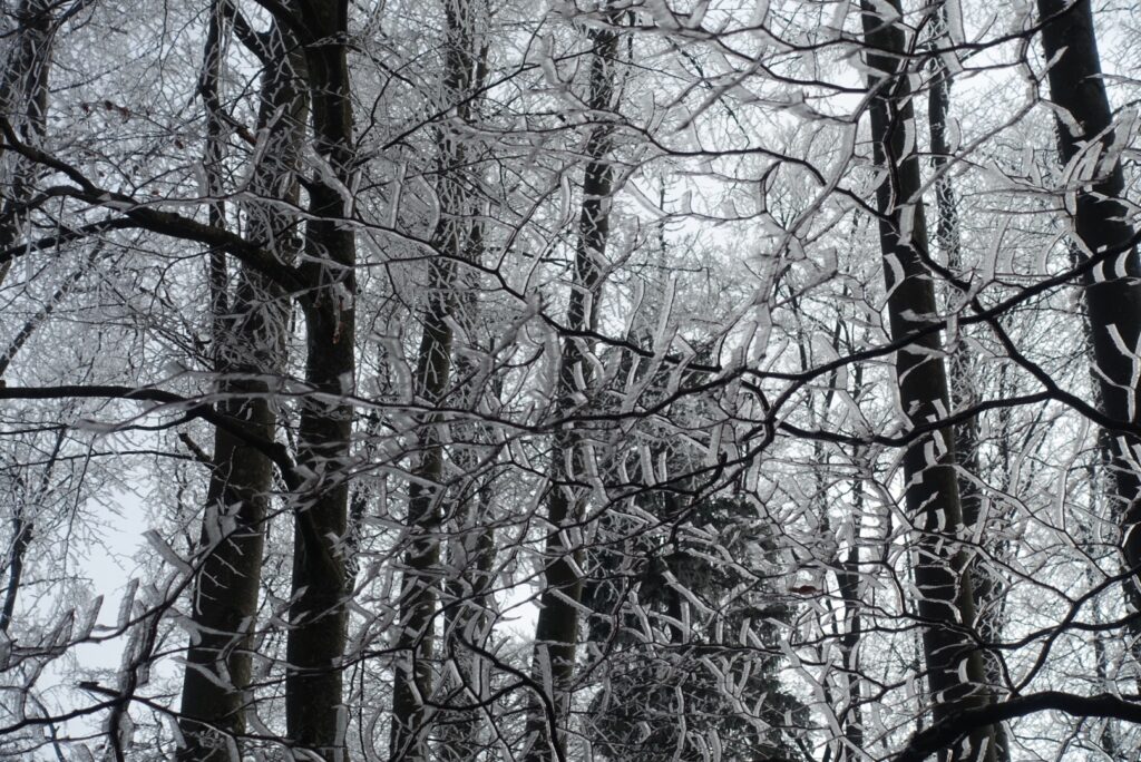 Vereiste Äste und Bäume im Winterwald am Panoramaweg Hasliberg
