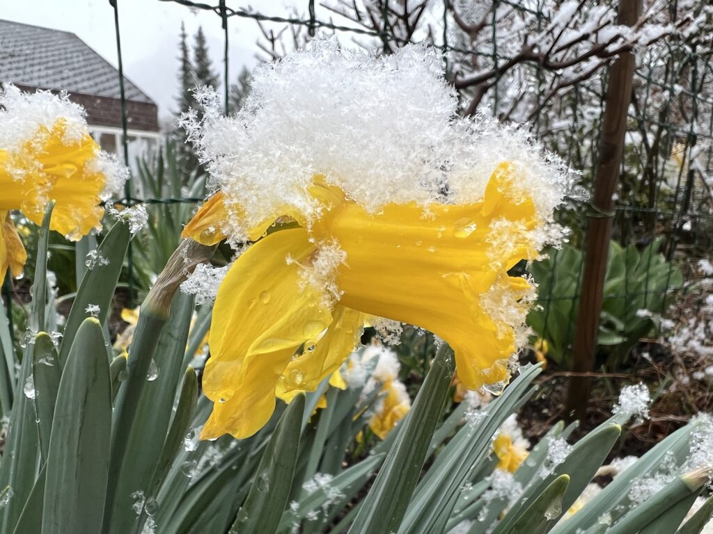 Gelbe Narzisse mit Schneeresten – typisches Frühlingsbild zwischen Winter und Frühling in der Schweiz