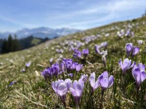Lila Krokusse auf Bergwiese beim Frühlingswandern in der Schweiz mit Alpen im Hintergrund