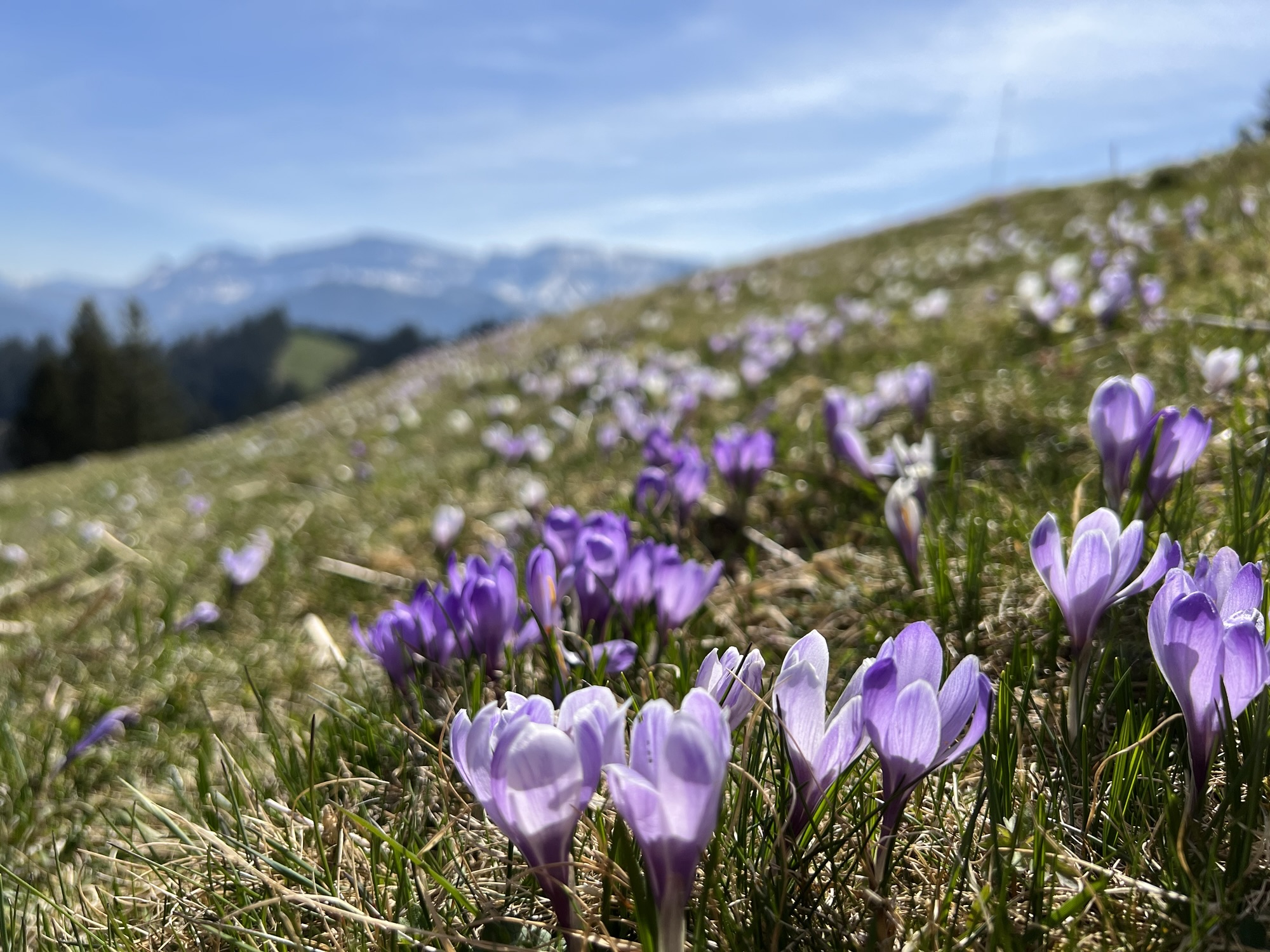 Lila Krokusse auf Bergwiese beim Frühlingswandern in der Schweiz mit Alpen im Hintergrund