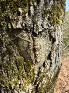 Ein weiteres Herz im verwitterten Baumstamm, umgeben von grünem Moos – Liebe hinterlässt Spuren.