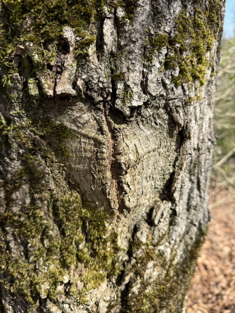 Ein weiteres Herz im verwitterten Baumstamm, umgeben von grünem Moos – Liebe hinterlässt Spuren.