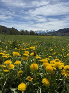 Blühende Löwenzahnwiese im Frühling mit Alpenpanorama – ideale Frühjahrswanderung in der Schweiz