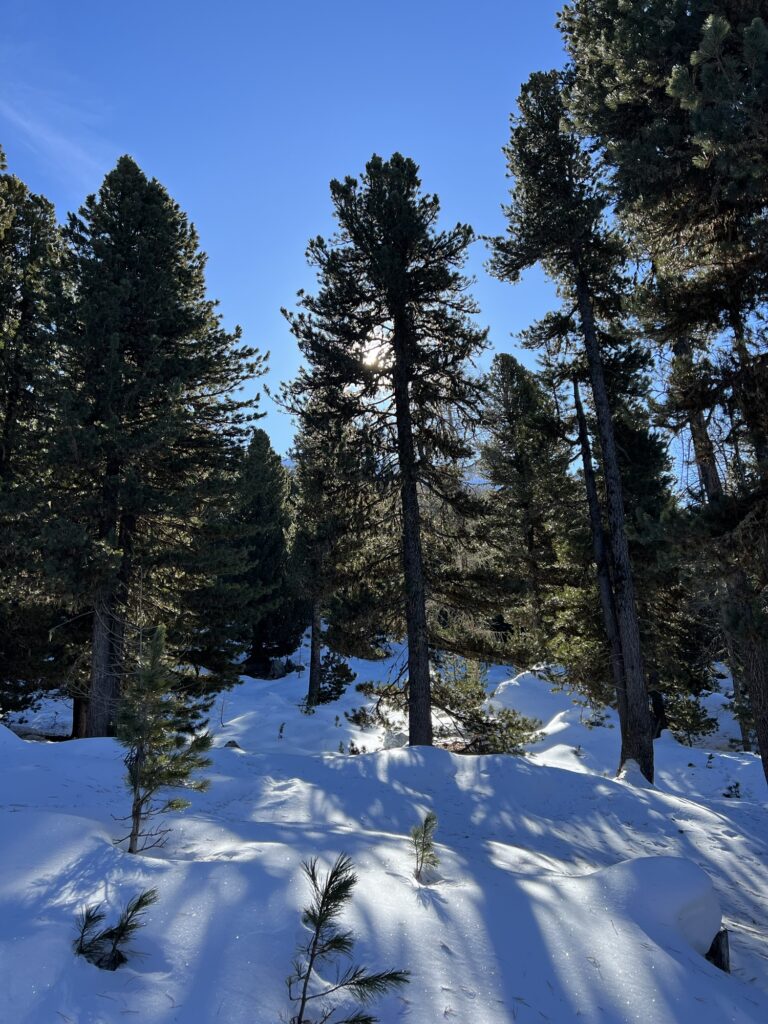 Sonnendurchfluteter Lärchenwald im Winter oberhalb von Grächen im Wallis.