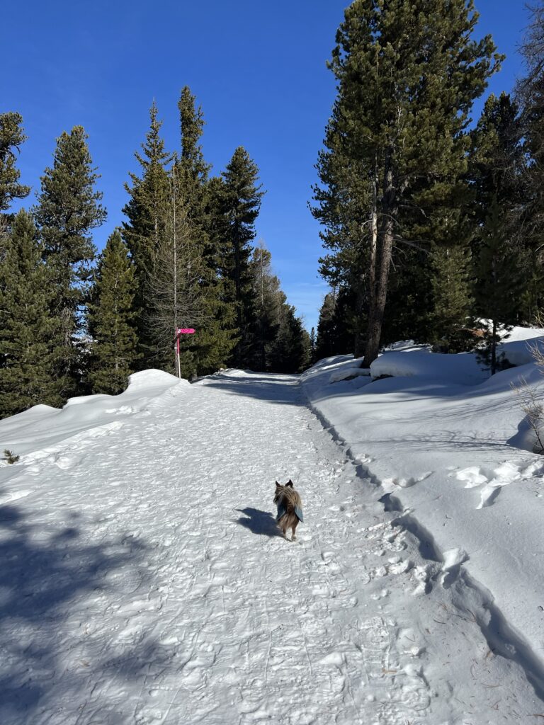 Kleiner Hund im Schnee bei einer Winterwanderung in Grächen im Wallis, zwischen verschneiten Bäumen.
