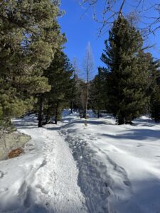 Schmaler, verschneiter Winterwanderweg durch den Wald bei der Hannigalp in Grächen.