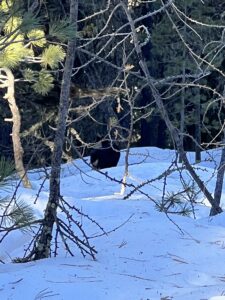 Gemse im Winterwald in Grächen