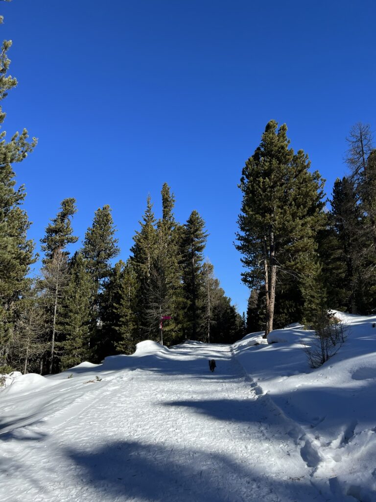 Breiter, präparierter Winterwanderweg bei der Hannigalp oberhalb von Grächen im sonnigen Wallis.
