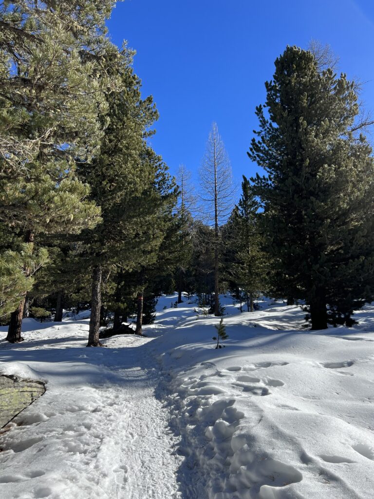 Verschneiter Winterwanderweg durch lichten Lärchenwald bei der Hannigalp in Grächen im Wallis unter strahlend blauem Himmel.