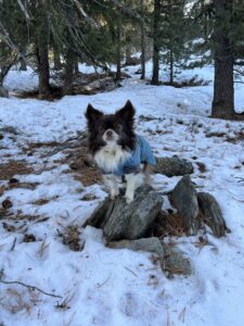 Langhaar-Chihuahua im Wintermantel auf einer Winterwanderung in Grächen im Wallis, unterwegs auf dem Weg Richtung Satfelbar.