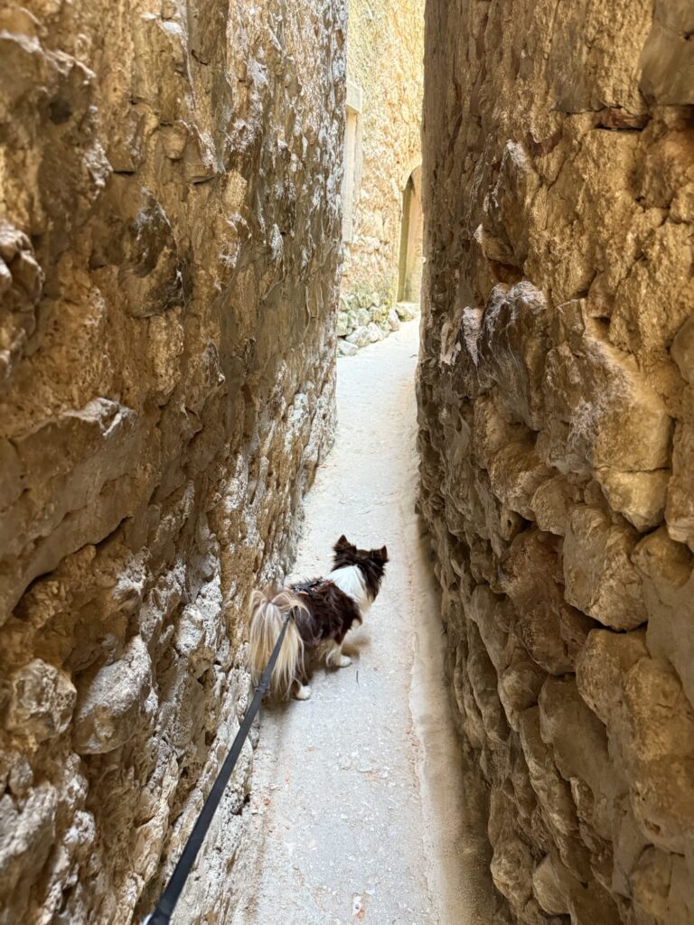 Hund an der Leine in der schmalsten Gasse der Welt in Vrbnik auf der Insel Krk, umgeben von alten Steinmauern.