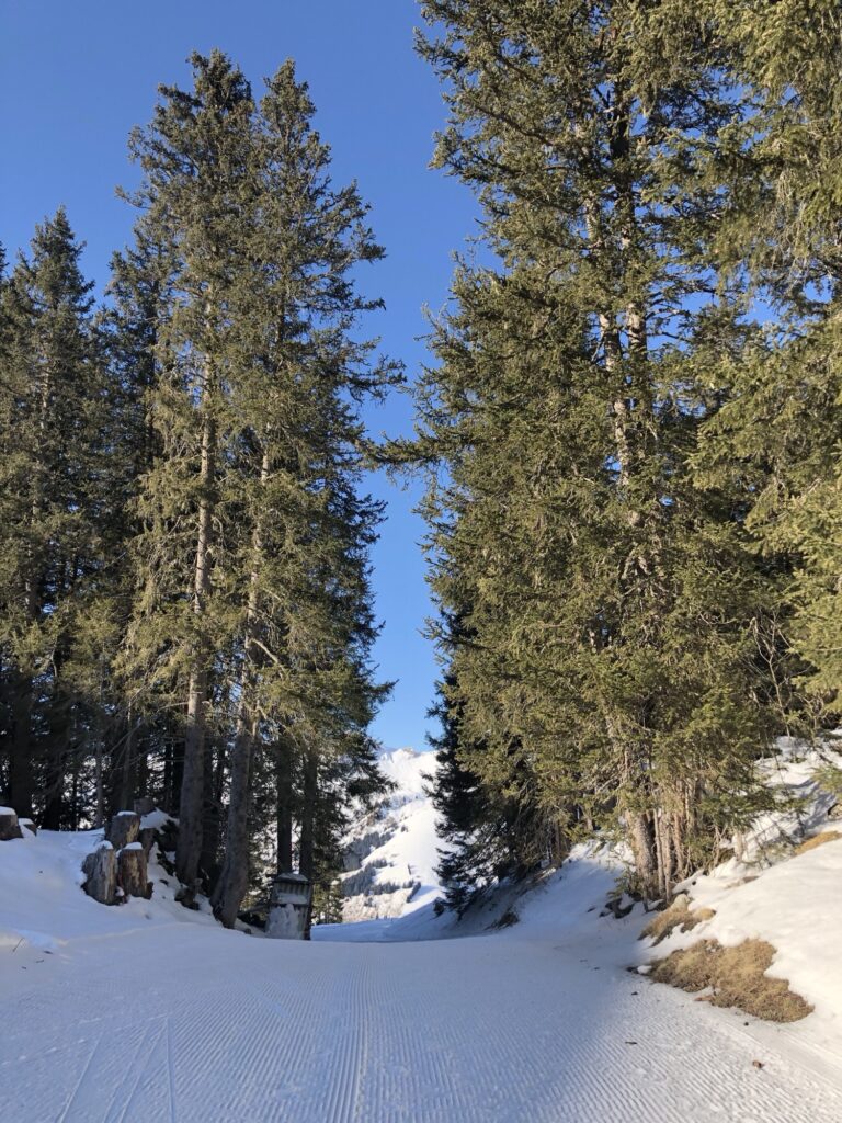 Präparierter Winterwanderweg durch Tannenwald auf der Elsigenalp im Berner Oberland