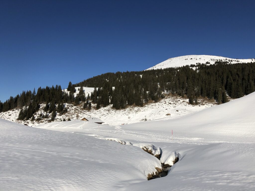 Winterwanderung Elsigen-Metsch mit Blick auf schneebedeckte Berge zwischen Tannen