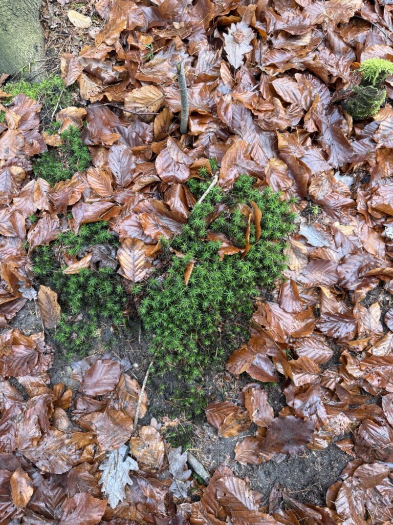 Grünes Moos bildet ein natürliches Herz zwischen braunen Herbstblättern – selbst der Waldboden trägt Liebe in sich.