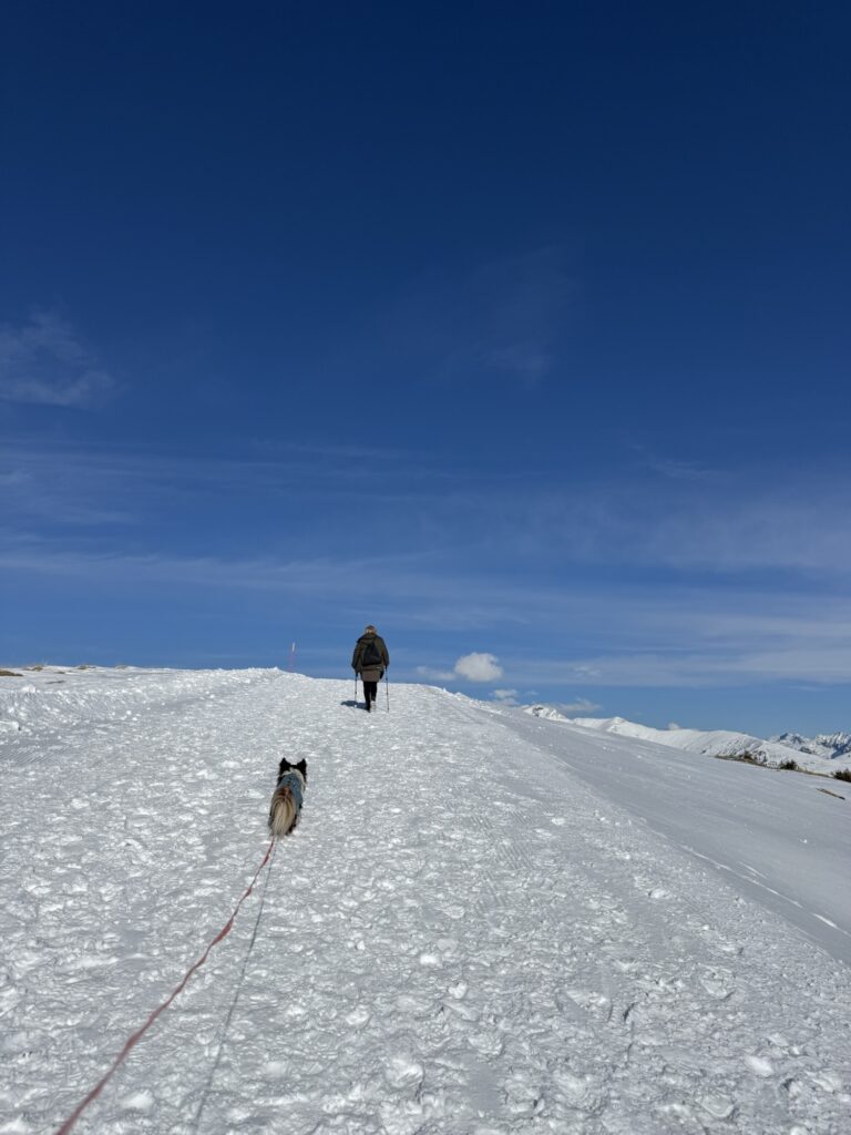 Winterwanderung mit Hund am Betelberg bei der Lenk auf dem präparierten Weg Richtung Tschätte.