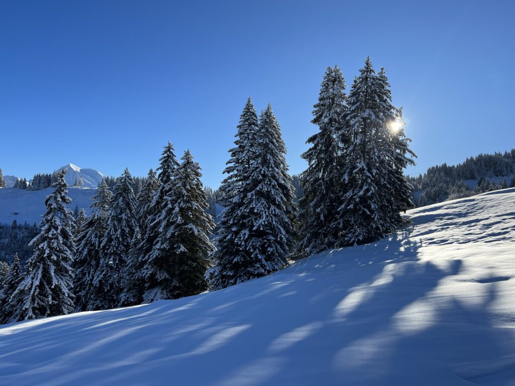 Verschneite Tannen am Hang auf der Winterwanderung vom Rinderberg bei sonnigem Wetter