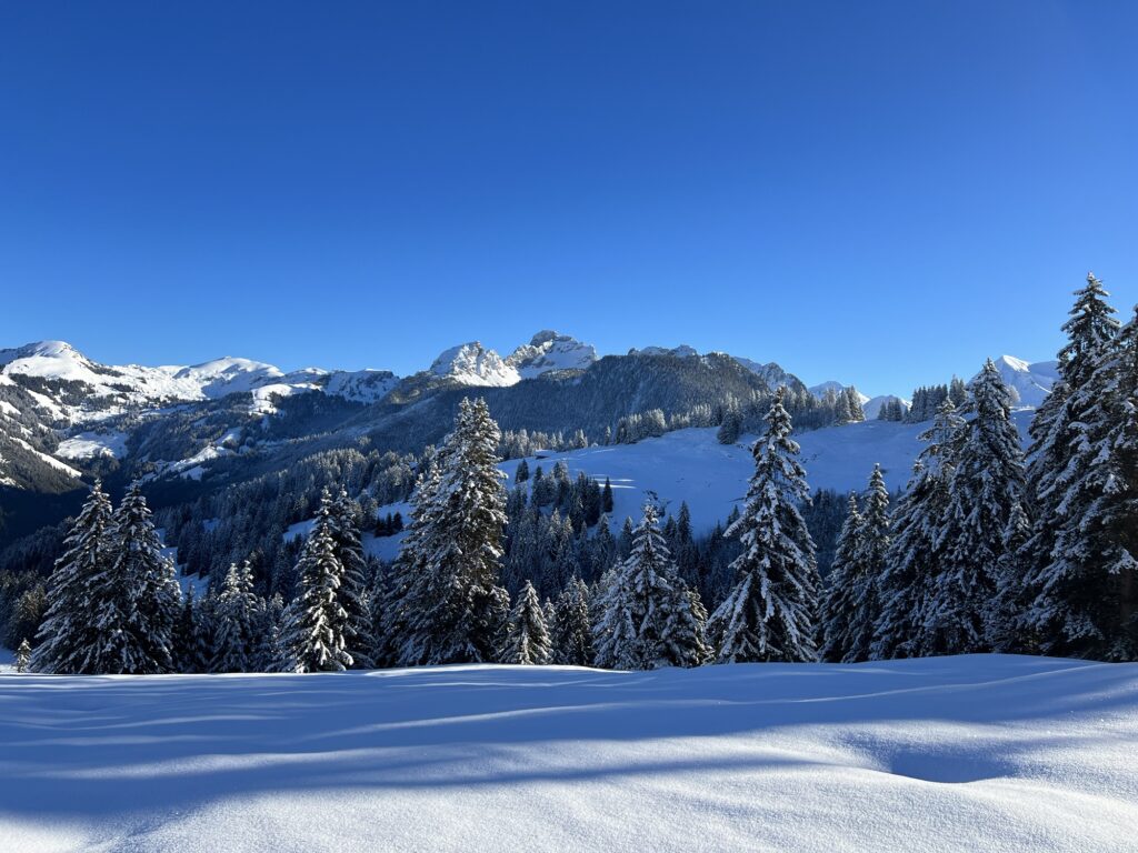 Winterliche Waldlandschaft am Rinderberg mit schneebedeckten Tannen und sanften Hügeln