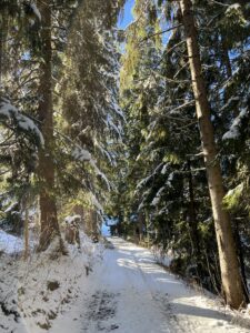 Winterliche Waldpassage auf der Wanderung vom Rinderberg Richtung Saanenmöser mit Sonne und Schnee