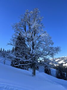 Einzelner schneebedeckter Baum am Hang mit Blick über das winterliche Saanenland