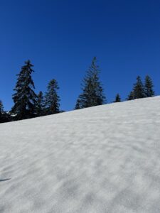 Schneebedeckte Wiese mit Tannen am Rinderberg unter tiefblauem Winterhimmel