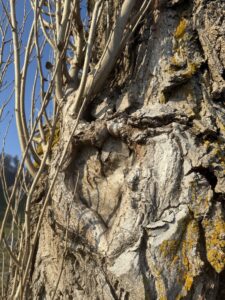 Ein Herz, gewachsen im Stamm eines alten Baumes, eingerahmt von rauer Rinde und Moos – Liebe, die mit der Zeit stärker wird.