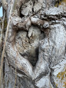 Nahaufnahme eines natürlichen Herzens im Baumstamm, geformt durch Wuchs und Risse – die Natur schreibt ihre eigene Liebesgeschichte.