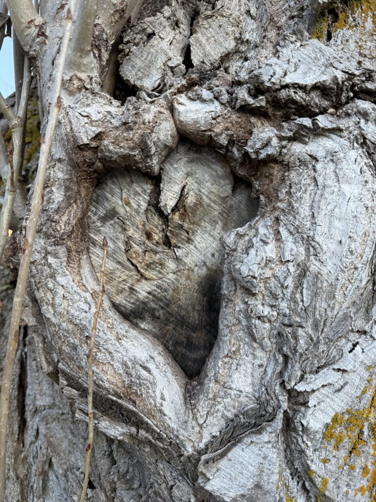 Nahaufnahme eines natürlichen Herzens im Baumstamm, geformt durch Wuchs und Risse – die Natur schreibt ihre eigene Liebesgeschichte.