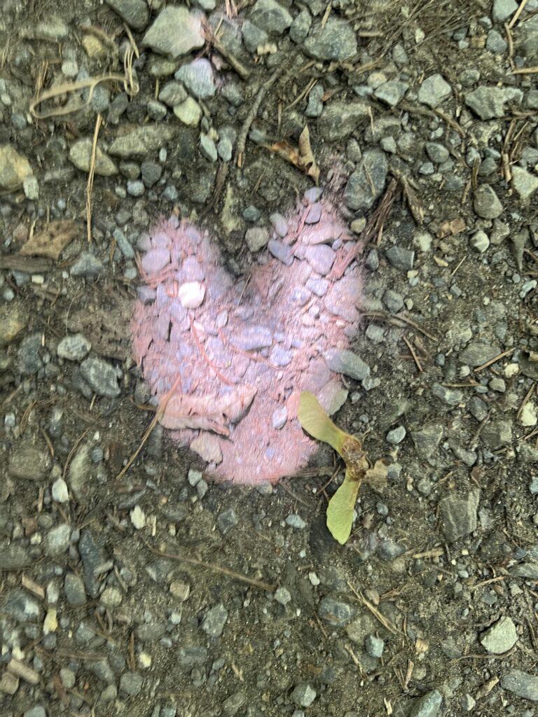 Sonnenlicht, das durch Blätter fällt, zeichnet ein herzförmiges Licht- und Schattenspiel auf einen Kiesweg – Liebe zeigt sich im Zusammenspiel von Licht und Natur.