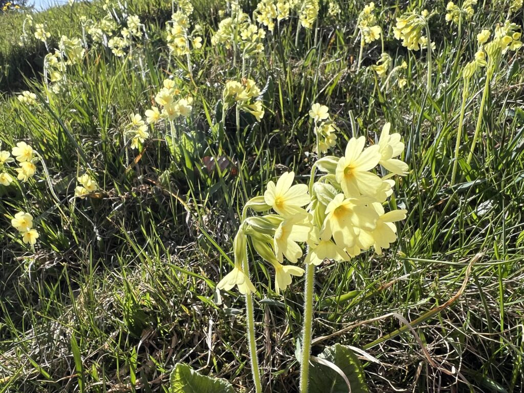 Gelbe Schlüsselblumen entlang des Wanderwegs bei Rämmisgummen – Frühlingsblumen während der Wanderung im Emmental.