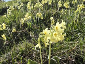 Gelbe Schlüsselblumen entlang des Wanderwegs bei Rämmisgummen – Frühlingsblumen während der Wanderung im Emmental.